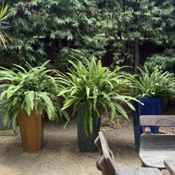 Three Large Fern In ceramic Pots 