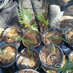 Baby Sago Palms $4 Each 