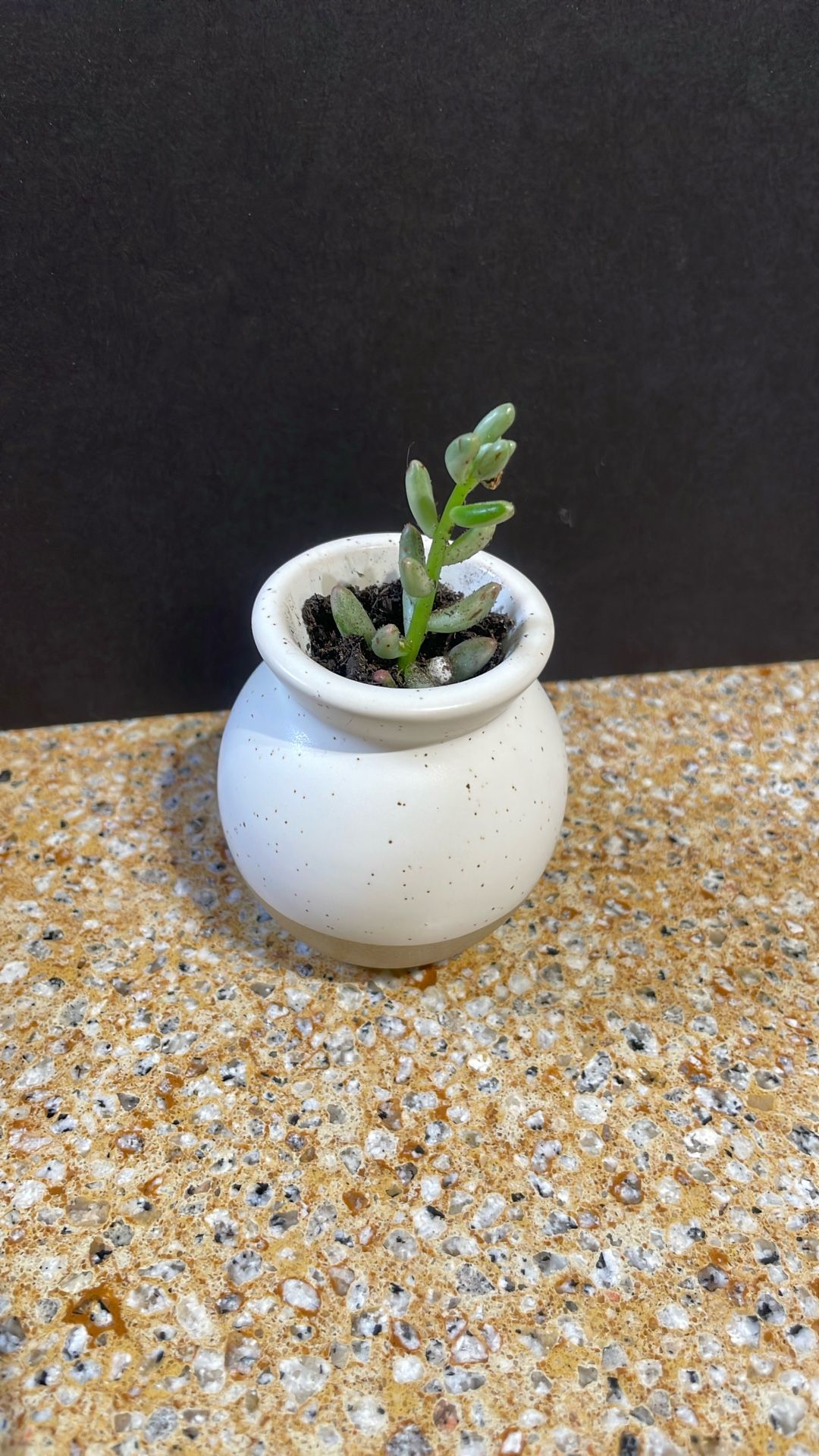 Live Succulent Plant Gift For Any Occasion