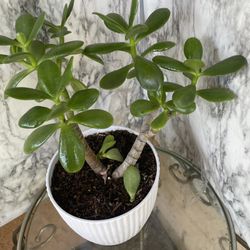 HERMOSAS PLANTAS NATURALES “ÁRBOL DE JADE PLANT “