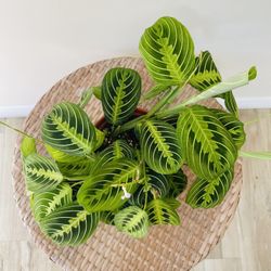 Maranta Lemon Lime Plants