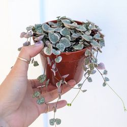 Ceropegia Woodii Strings of Hearts Variegated Plant 4" Pot - Indoor House Plants