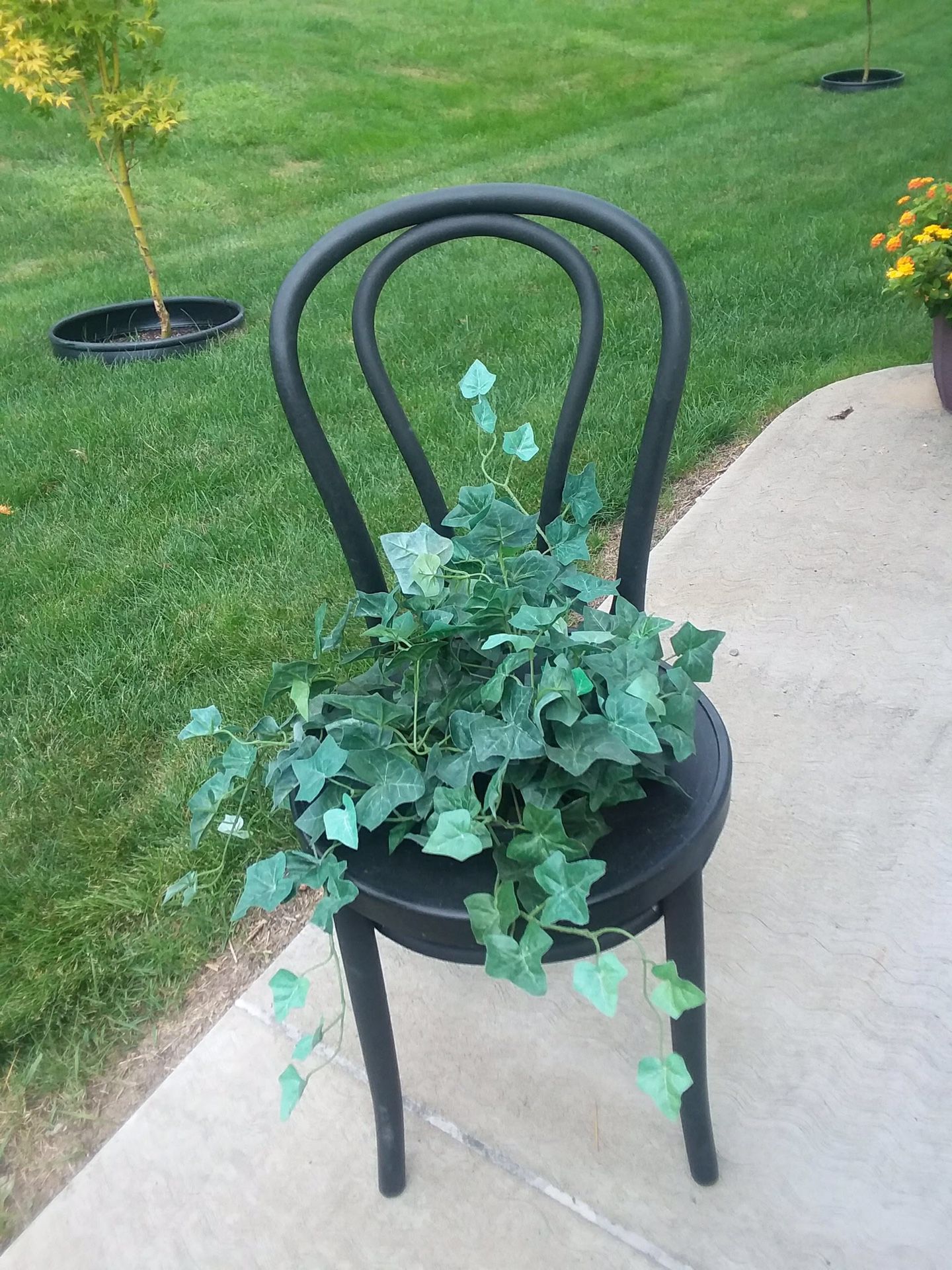 Potted Chair with a plant