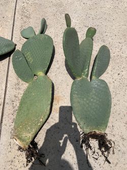 Rooted Cactus For Sale $15