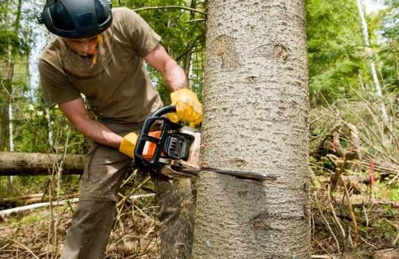 Trimming/Cutting Trees