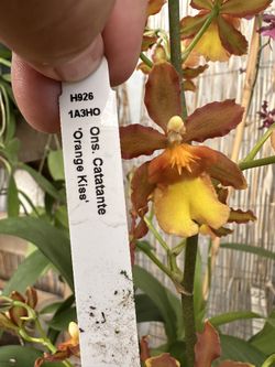 Exotic Oncidiums. Orchids