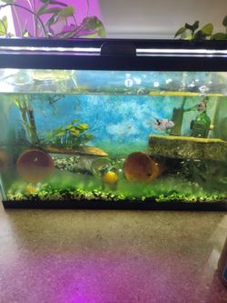 10 Gallon Aquarium 