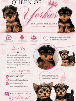 Yorkie service