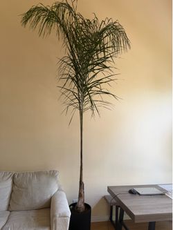 Huge 10ft Indoor/Outdoor Majesty Palm Tree with Modern Black Planter