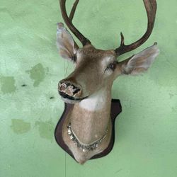 Deer Head 