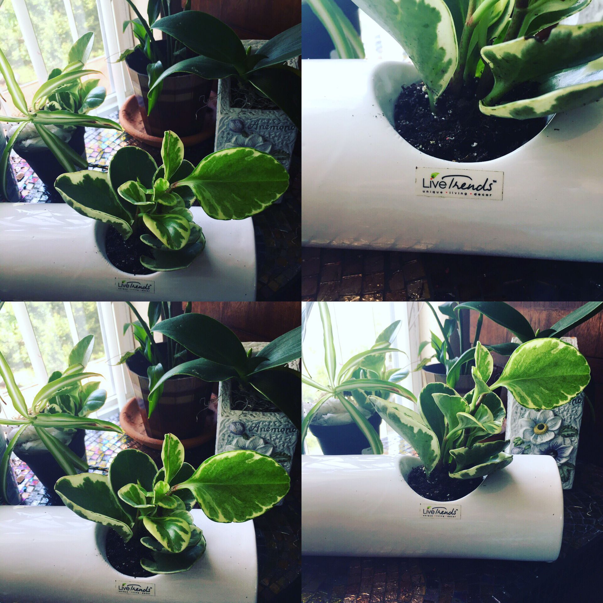 Peperomia Variagated (Baby Rubber)
