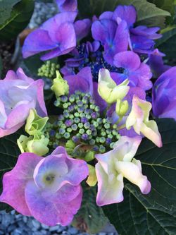 So many cool HYDRANGEA plants!