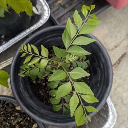 Curry leaf, Tulasi plant, vegetable and strawberry plants