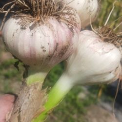 Ajos Orgánicos Recién Arrancados. 