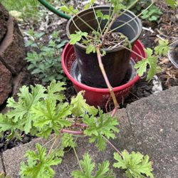 Mosquito Plant