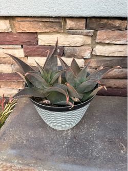 Aloe plant