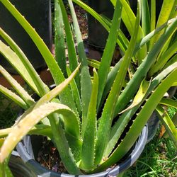 Large Aloe Vera Plants for sale