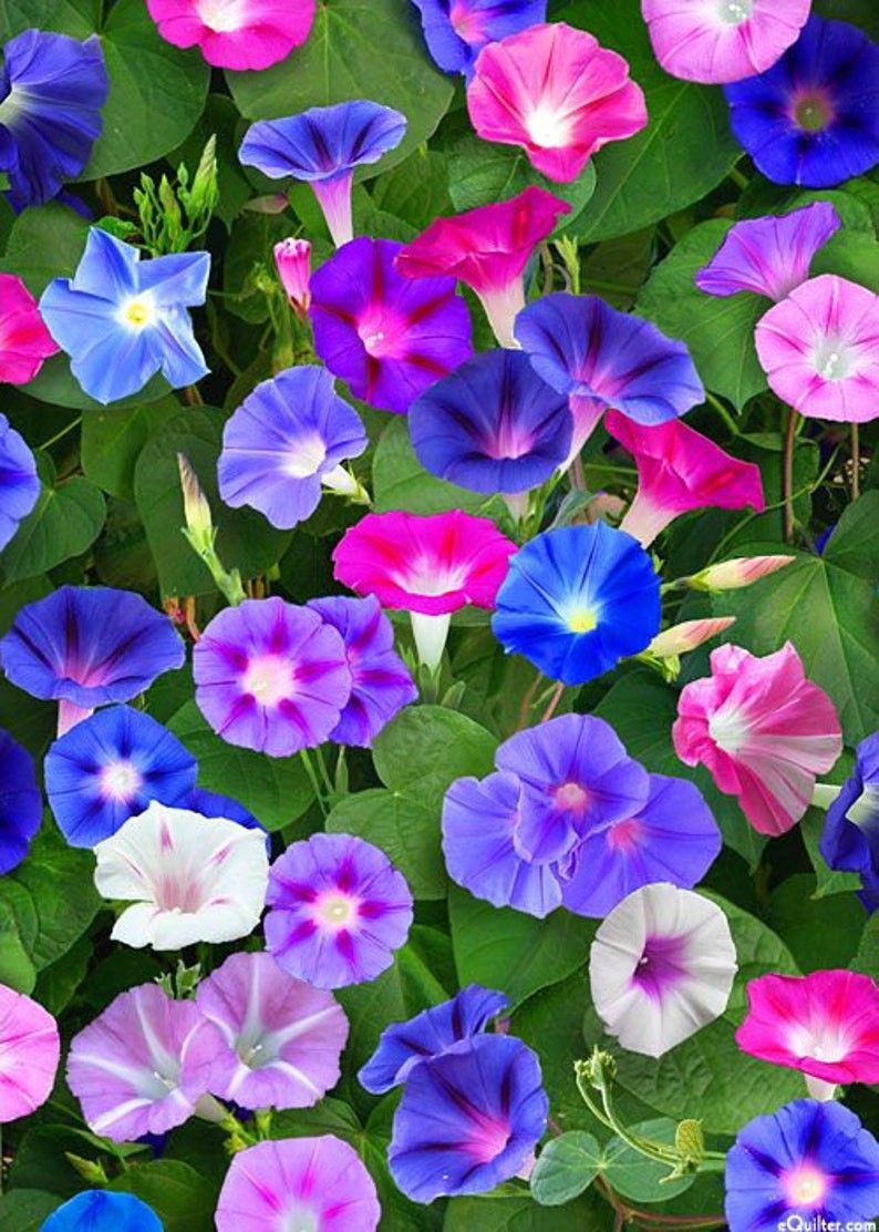 Morning Glory Vine Seeds Mixed Variety