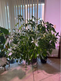 Schefflera Houseplant