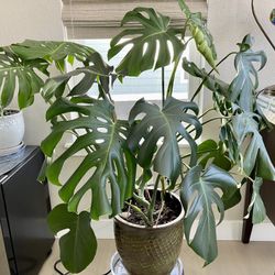 Large Monstera Plant With Ceramic Pot