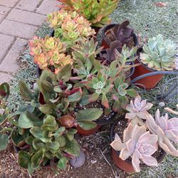Succulent Plants For $4 Each 