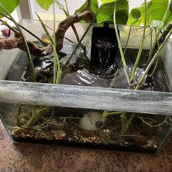 10 Gal Rimless Tank With Various Creatures 