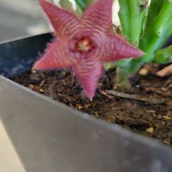 Stapelia Scitula