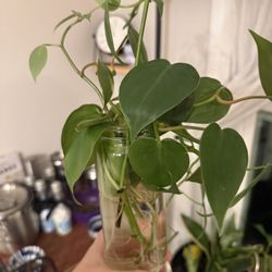 Heartleaf Philodendron Plant 