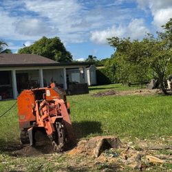Stumps grinder Palms and trees