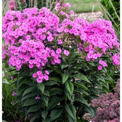Pink Phlox Perennial 