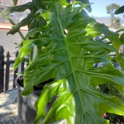 Hermosa Planta Natural. 
