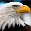 aguila21