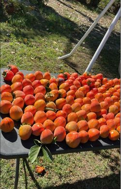 Persimmons 35 For $18