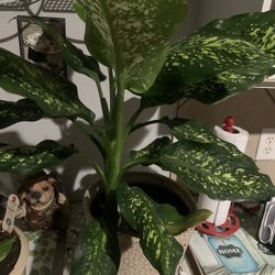 Indoor plant!    Please 