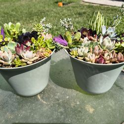 Succulent arrangement