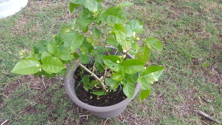 Arabian Jasmine Blooming fragrance is amazing