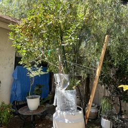 Lemon Guava Tree 9 Feet Tall