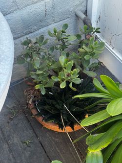 Assorted plants