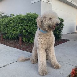 Clases. Entrenamiento. Cuidamos Tu Mascota. 