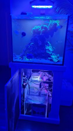 55g saltwater aquarium