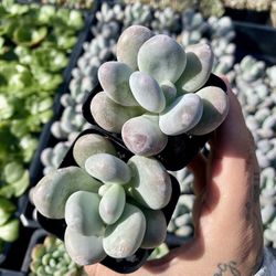 Blue Moonstone Succulents 