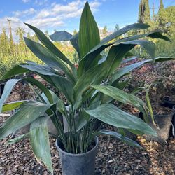 Aspidistra