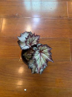 Bewitched lavender Begonia