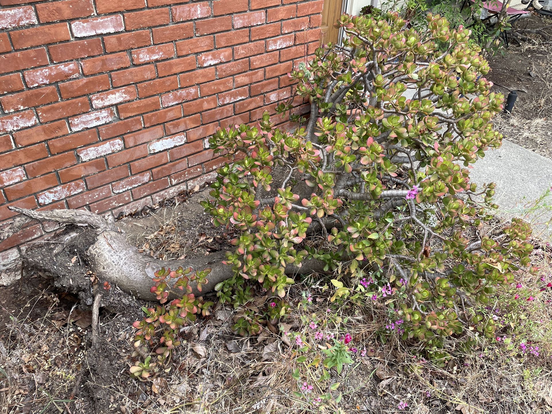 Large Jade Plant