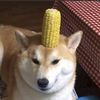 CornDog
