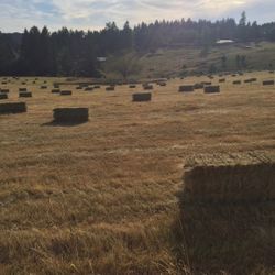 Hay! Local Grass