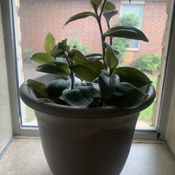 Plant for inside!   Please 