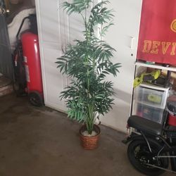 Palm Tree