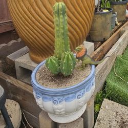 Succulent/cactus San Pedro In A Beautiful Vase