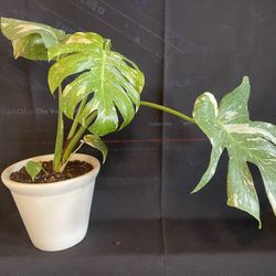 Monstera Thai Variegated 